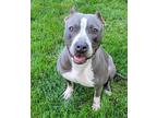 Creek, American Staffordshire Terrier For Adoption In Kettering, Ohio