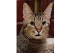 Adopt Adonis a Brown Tabby Domestic Shorthair / Mixed cat in Palatine