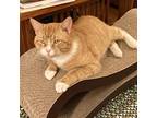 P. Sherman, Domestic Shorthair For Adoption In Chapel Hill, North Carolina