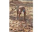 Beau, Staffordshire Bull Terrier For Adoption In Appling, Georgia