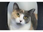 Diamond, Domestic Shorthair For Adoption In Fountain Hills, Arizona