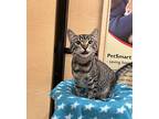 Inky, Domestic Shorthair For Adoption In Marina Del Rey, California