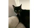 Mindy, Domestic Shorthair For Adoption In Danville, Pennsylvania