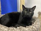 Magic, Domestic Shorthair For Adoption In Dunkirk, New York