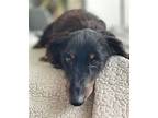 Omar, Dachshund For Adoption In Weston, Florida