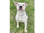 Norton, American Pit Bull Terrier For Adoption In Anderson, Indiana