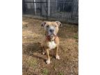 Simba, American Pit Bull Terrier For Adoption In Knoxville, Tennessee