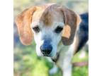 Adopt EDWARD SCISSORHANDS a Hound