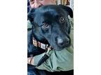 Auggie, Labrador Retriever For Adoption In Bayport, New York