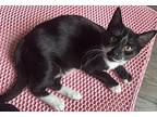 Swifty, Domestic Shorthair For Adoption In Modesto, California