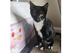 Travis, Domestic Shorthair For Adoption In Modesto, California