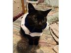 Cleo, Domestic Shorthair For Adoption In Warwick, Rhode Island