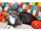 Adopt Tom a Gray or Blue (Mostly) Domestic Shorthair / Mixed (short coat) cat in