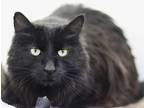 Panther, Domestic Longhair For Adoption In Walla Walla, Washington