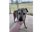 Adopt Flash a Rhodesian Ridgeback, Labrador Retriever