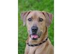 Adopt Hudson a Labrador Retriever, Rhodesian Ridgeback