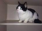 Panda, Domestic Shorthair For Adoption In Iroquois, Illinois