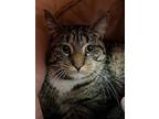 Scout, Domestic Shorthair For Adoption In Kingston, New York