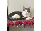 Khan, Domestic Shorthair For Adoption In Fort Dodge, Iowa