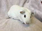 Karina, Guinea Pig For Adoption In Imperial Beach, California