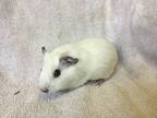 Karota, Guinea Pig For Adoption In Imperial Beach, California