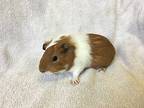 Kandie, Guinea Pig For Adoption In Imperial Beach, California