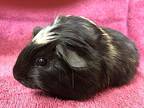 Tranquilidade ( Bonded To Mazey), Guinea Pig For Adoption In Imperial Beach
