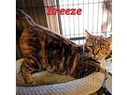 Breeze, Domestic Shorthair For Adoption In Macon, Georgia