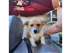 Pembroke Welsh Corgi Puppy for sale in Los Osos, CA, USA