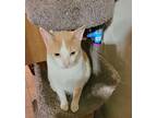 Maxwell, Domestic Shorthair For Adoption In Lewisville, Texas