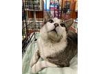 Hobson, Domestic Shorthair For Adoption In Stanhope, New Jersey