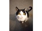 Suzy, Domestic Shorthair For Adoption In Stanhope, New Jersey