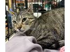 Ruth, Domestic Shorthair For Adoption In Stanhope, New Jersey