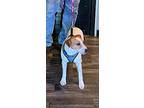 Remi 2 *, Jack Russell Terrier For Adoption In Columbia, Tennessee