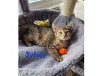 Sylvie, Domestic Shorthair For Adoption In Wilson, North Carolina