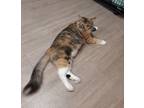Adopt Fable a Calico / Mixed (long coat) cat in Metter, GA (38474855)