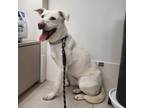 Adopt Mina a White American Pit Bull Terrier / Jindo / Mixed dog in Torrance