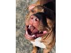 Wilson, American Pit Bull Terrier For Adoption In Rochester, Minnesota