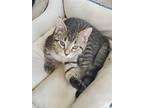 Adopt (bi) Grace a Domestic Shorthair / Mixed (short coat) cat in Fargo
