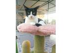 Adopt Kenzo a Domestic Mediumhair / Mixed (short coat) cat in San Diego