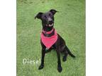 Adopt Diesel a Black Labrador Retriever, Cattle Dog
