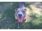 Adopt Big boy a Gray/Silver/Salt & Pepper - with White Terrier (Unknown Type