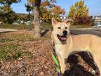 Adopt Dooly a Brown/Chocolate Akita / Jindo / Mixed dog in Palisades Park