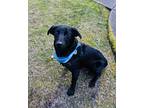 Morgan, Labrador Retriever For Adoption In Lynnwood, Washington