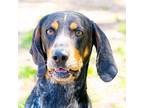 Adopt Clark a Bluetick Coonhound