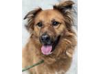 Adopt Brody a Chow Chow, Mixed Breed