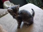 Adopt Martin Luther King Jr a Gray or Blue (Mostly) Domestic Shorthair cat in