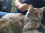 Adopt Susan B Anthony a Tortoiseshell Domestic Shorthair cat in Tracy