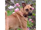 Adopt Sage a Black Mouth Cur / Mixed dog in Spring Hill, KS (38465441)