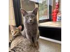 Adopt Elated a Domestic Shorthair / Mixed cat in Rocky Mount, VA (38522493)